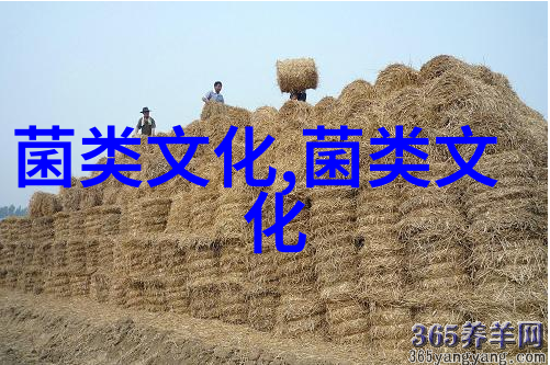 古人食用蘑菇方法多